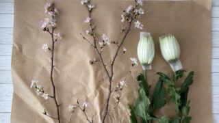 【春の花を飾ろう】桜と菊の２種類4本で簡単いけばなを実例でご紹介/桜のいけばな実例花材を変えて他４パターンもご紹介
